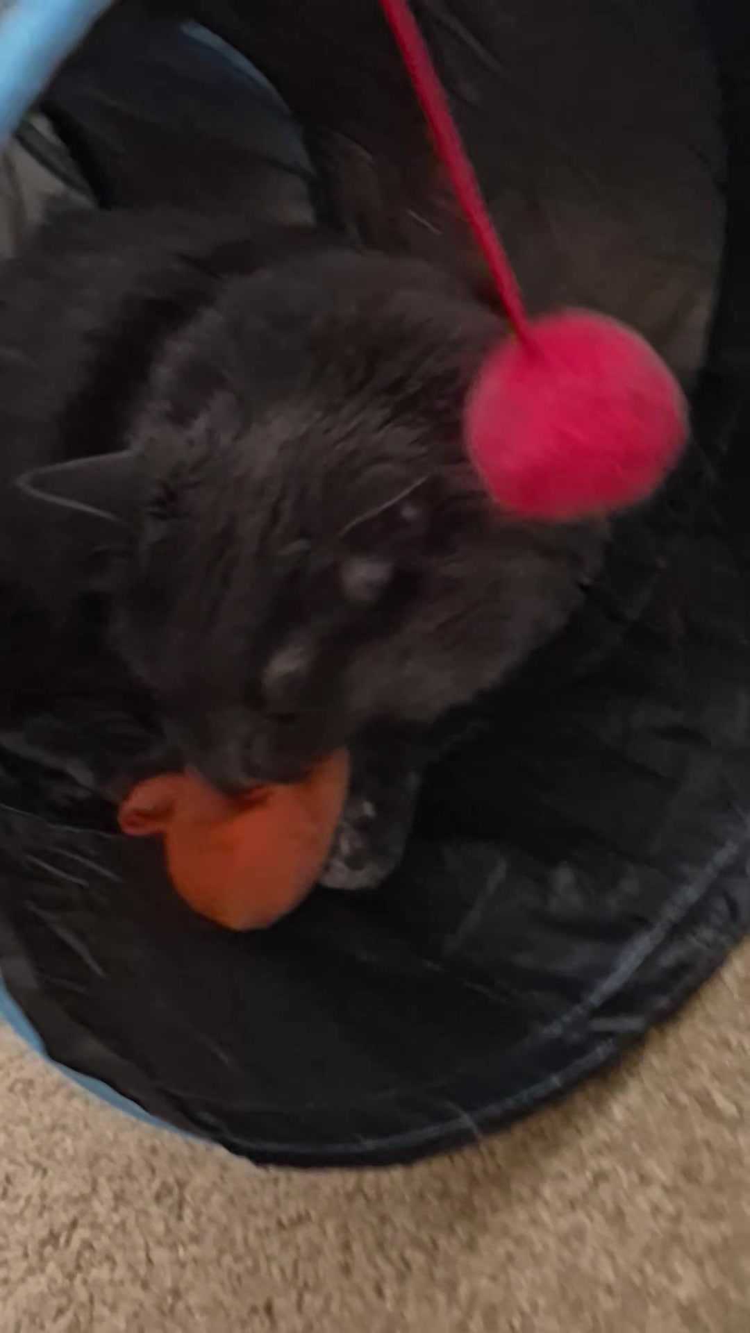 @Kittyboi