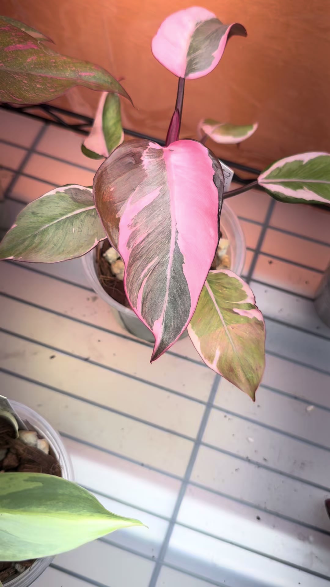 @midwestplantgal
