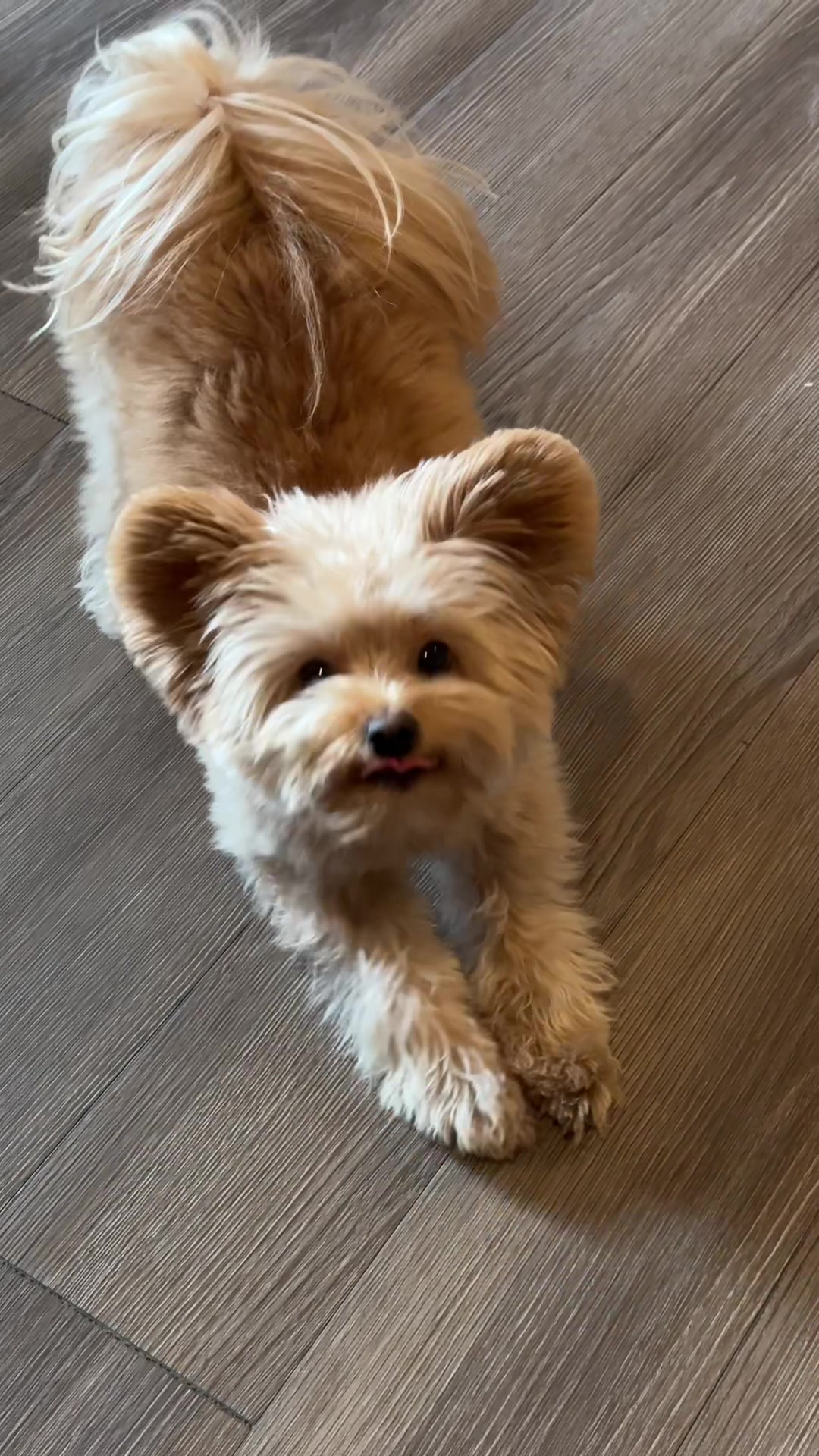 @pomapoo.barney