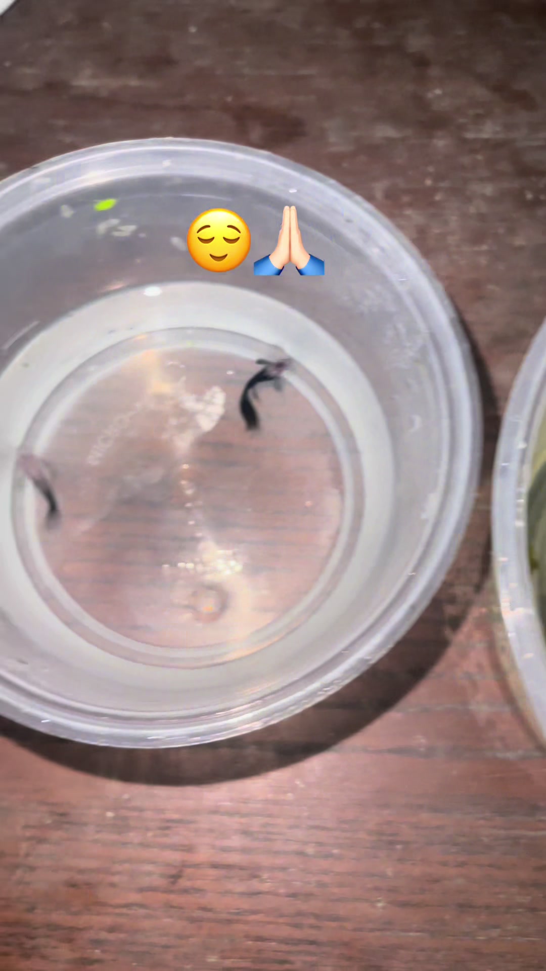 @RULL GUPPY MINI HOUSE🏘️