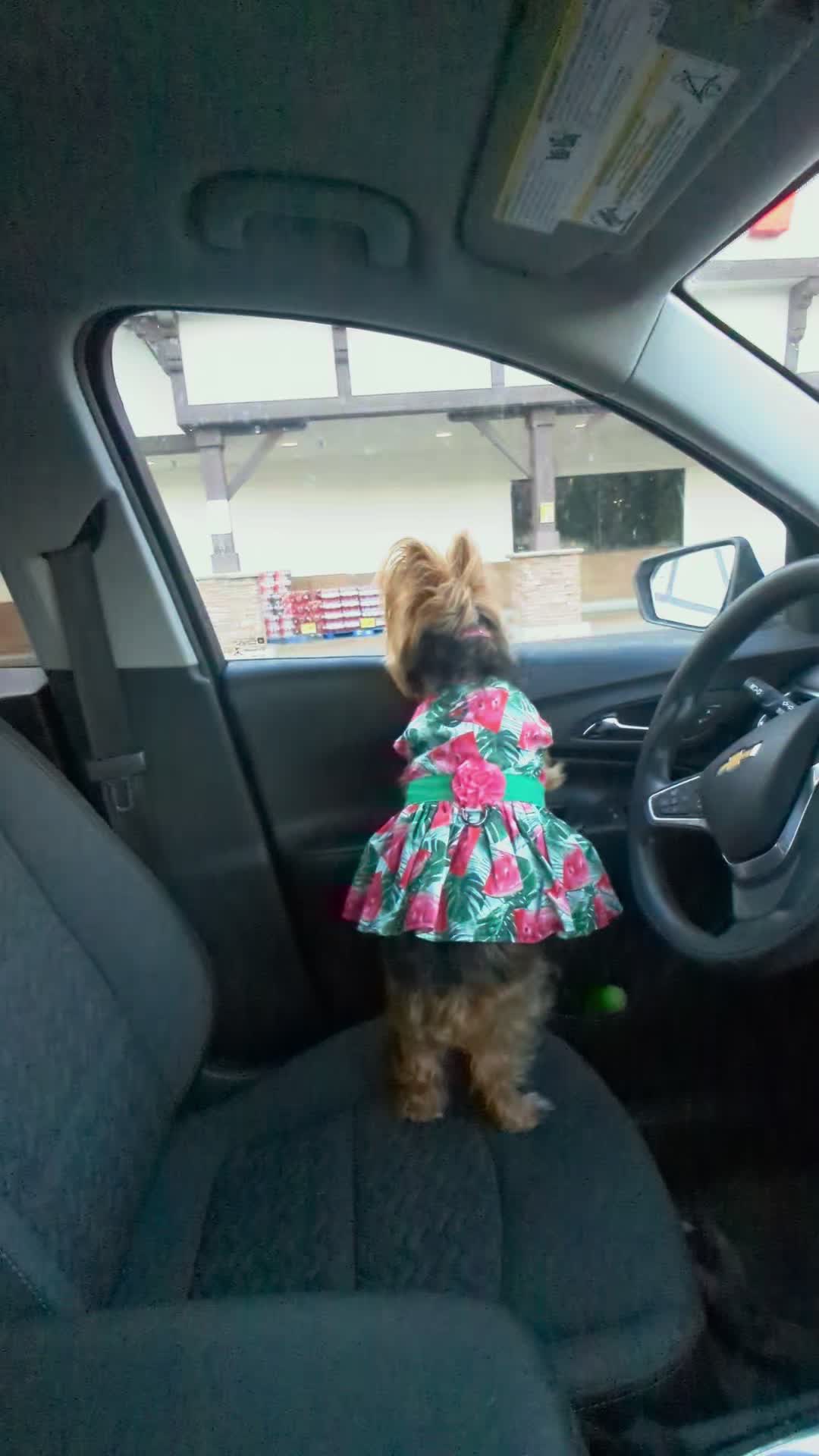@Lizzytheyorkie