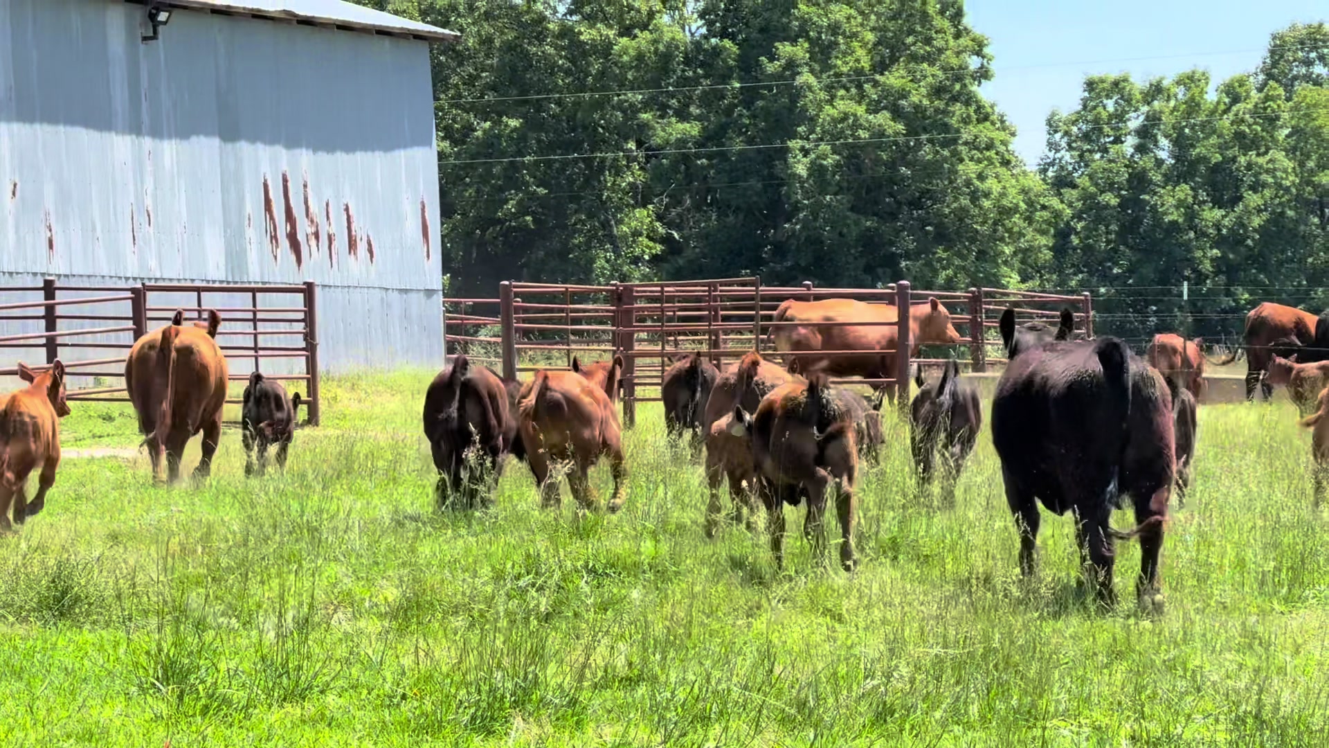 @Massey Land & Cattle