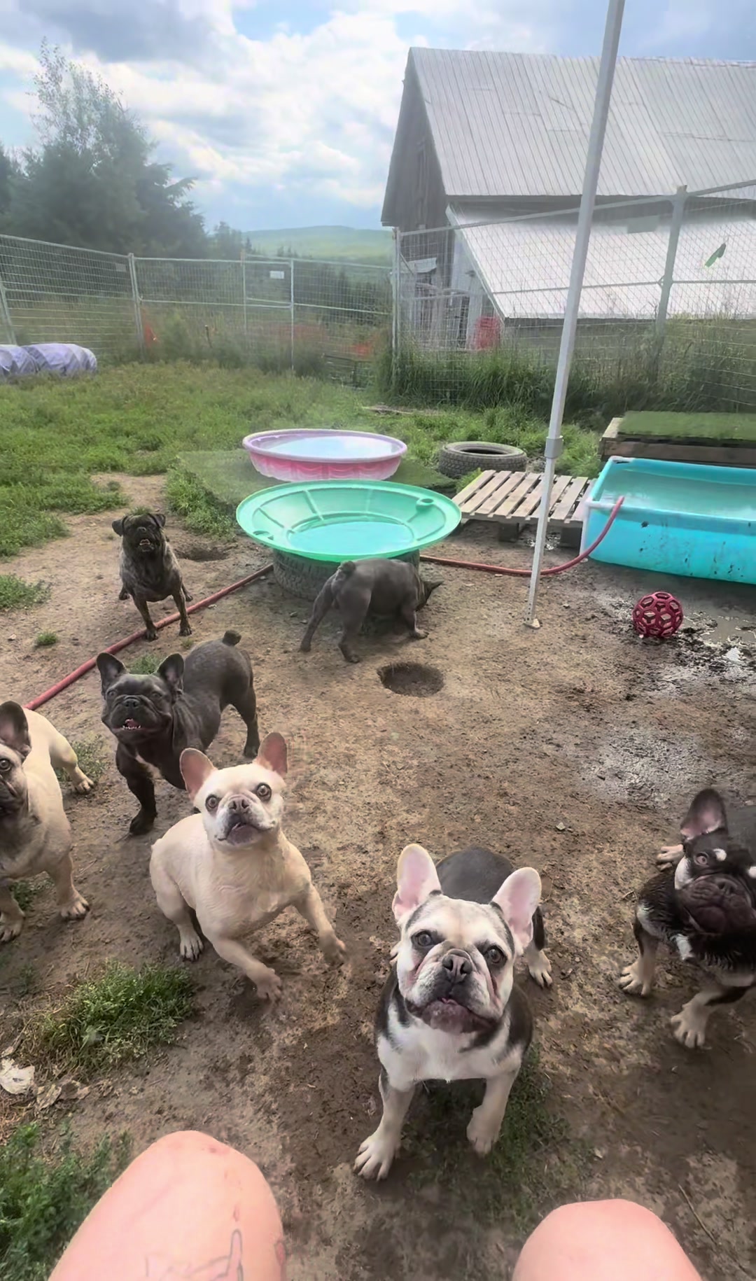@St&eacute;phanie | PugsFrenchies 💜🐶