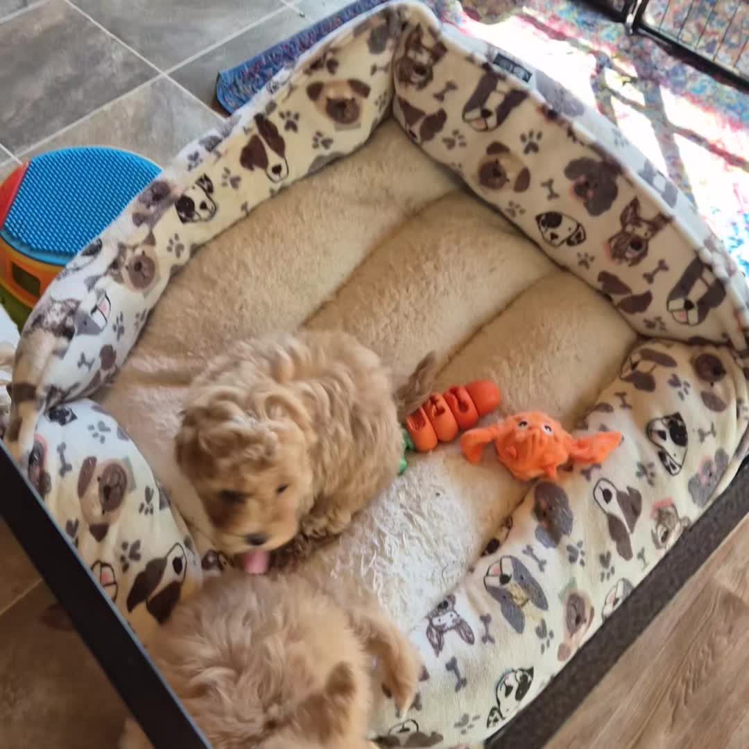 @Barb's Precious Pups