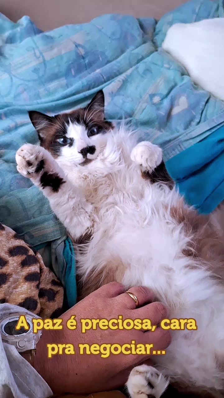 @MagdaAmoAnimais😾🐶🕊
