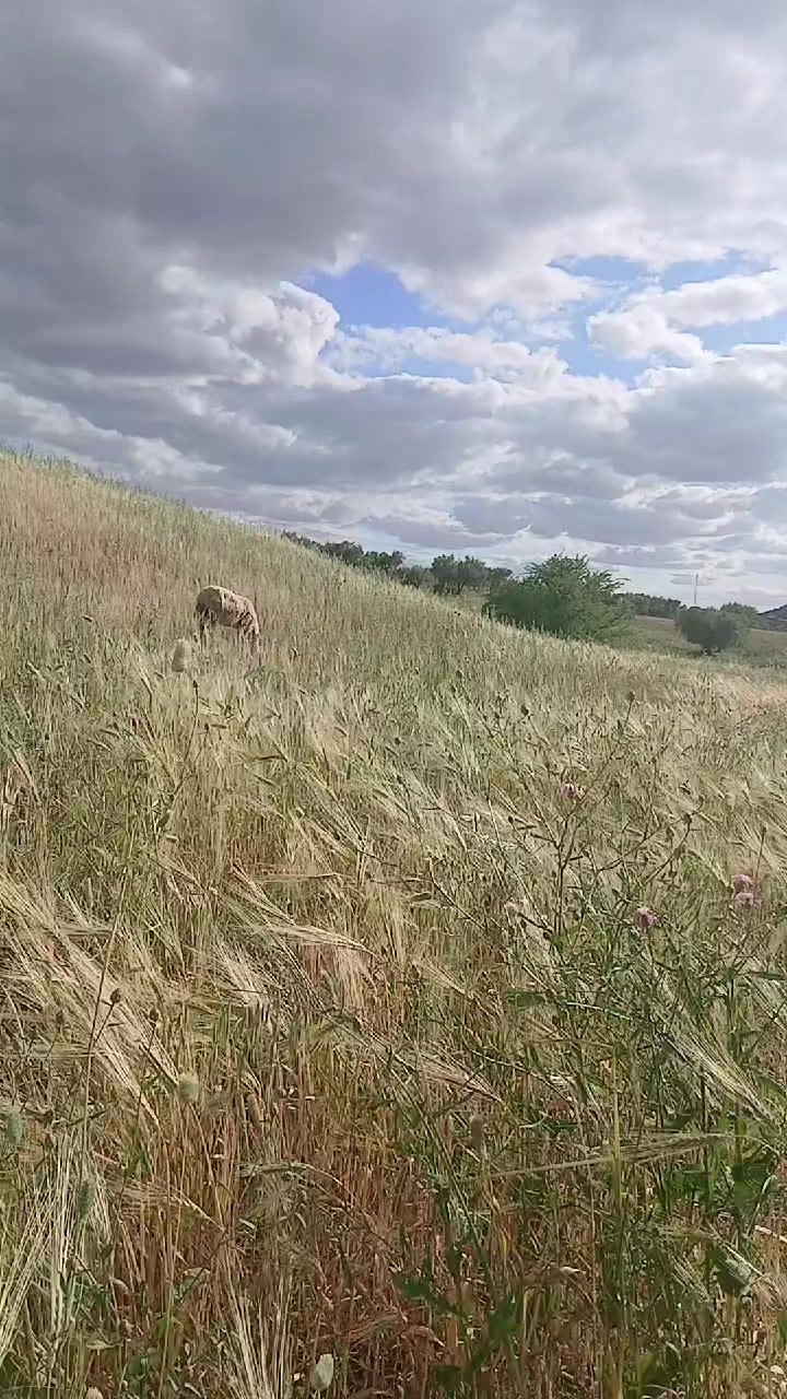 @🌸إيناس 🦌🇹🇳