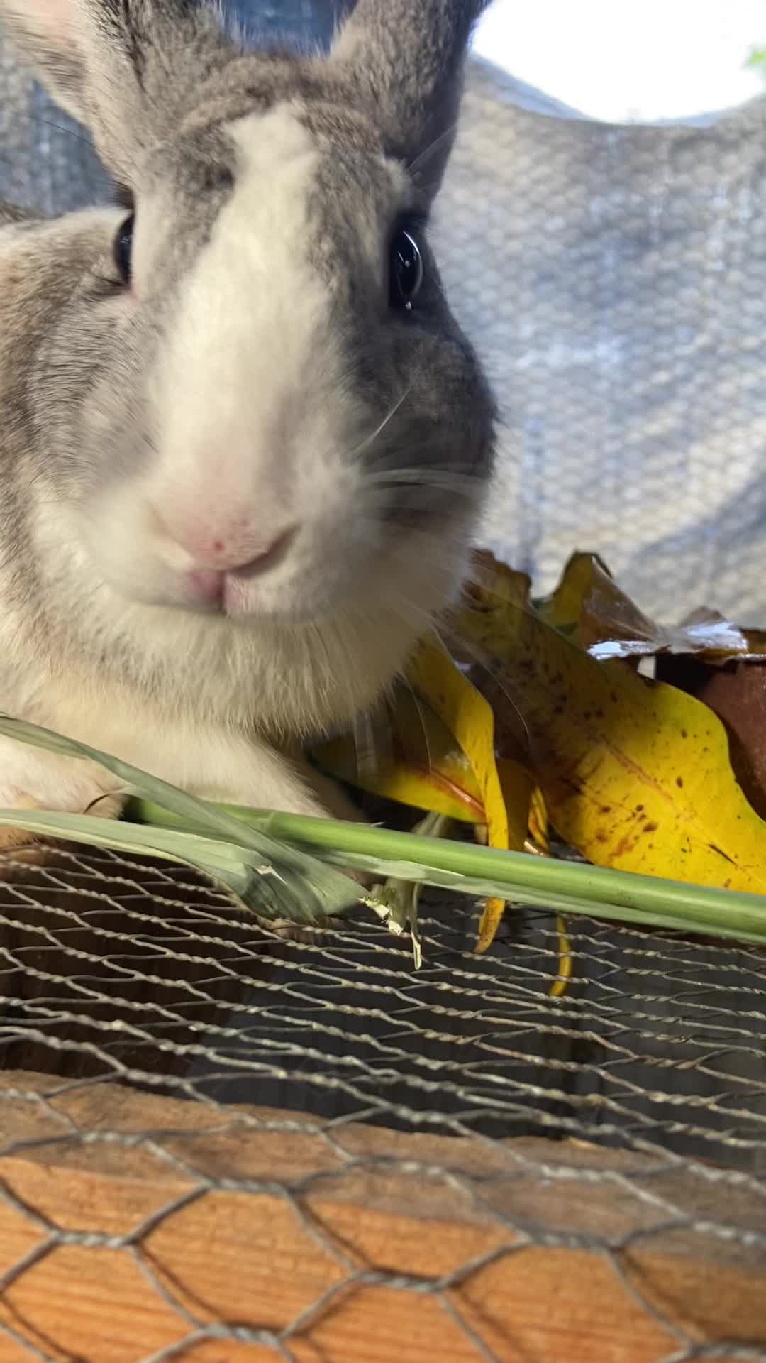 @HappyHoppersRabbitry