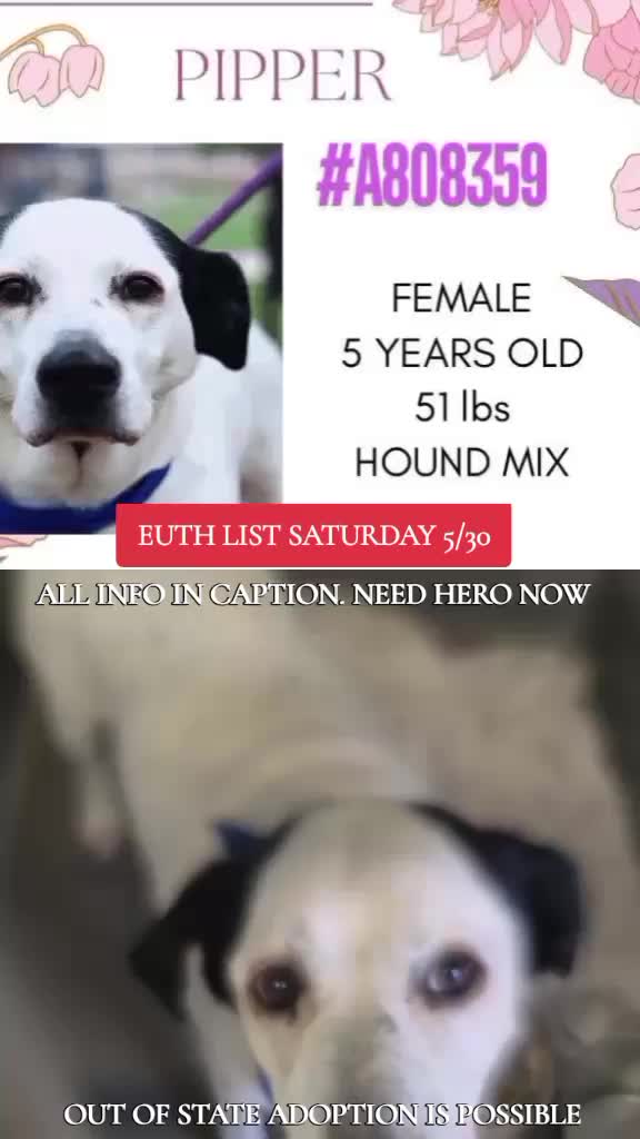 @@rescuedogs911