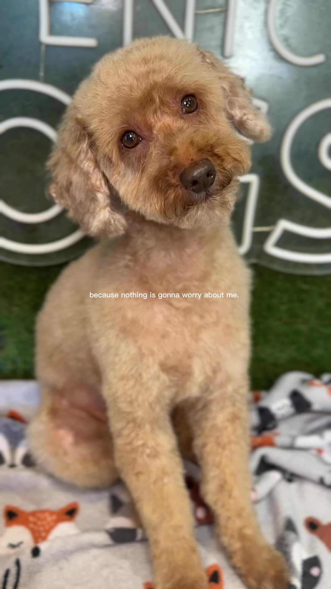 @DevenickDogs