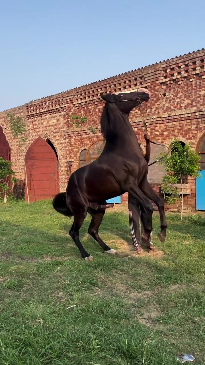 @💐🌾راوی الہ 🌾🪷
