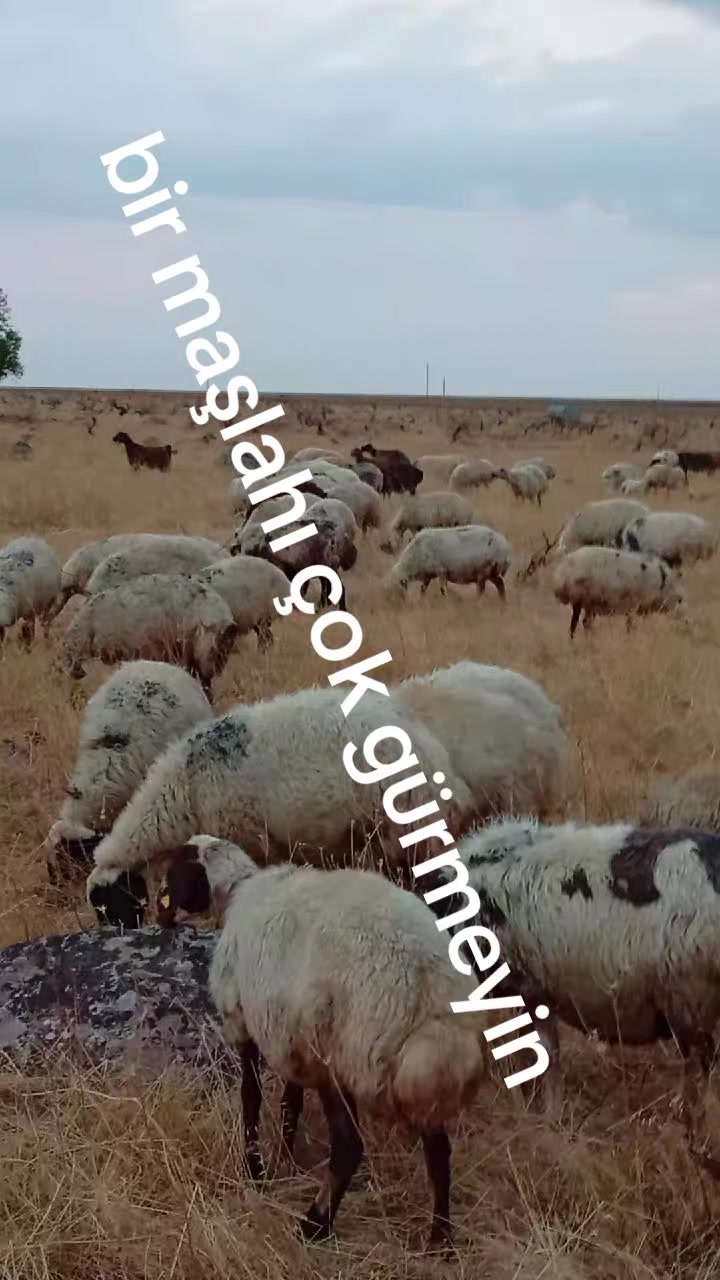 @reyis üzeyranlı