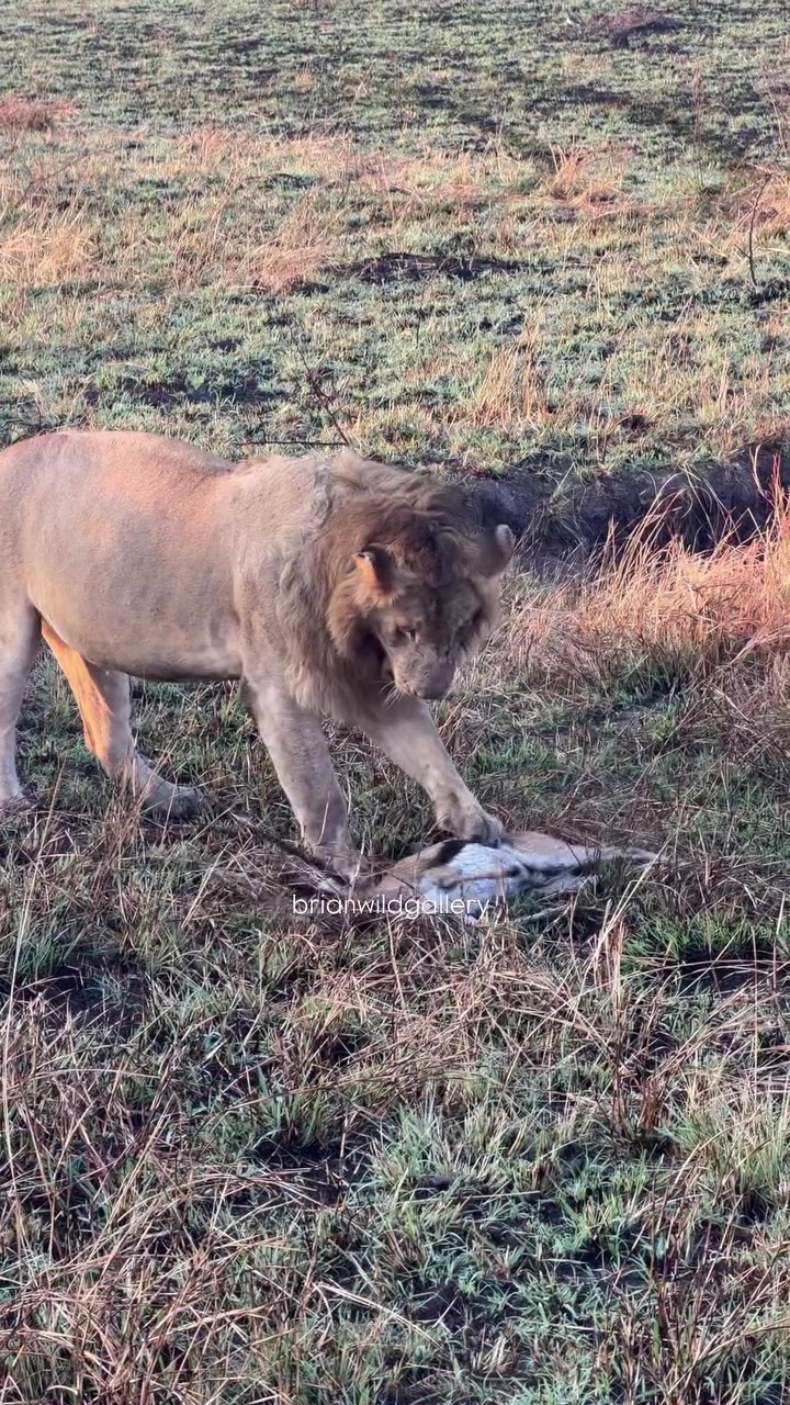 @lion_world5