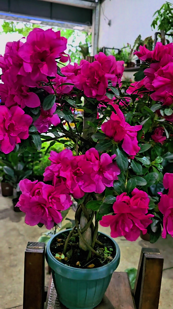 @Green House bonsai