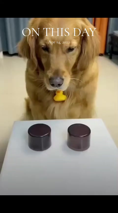 @Abhilasha - DogTrainer