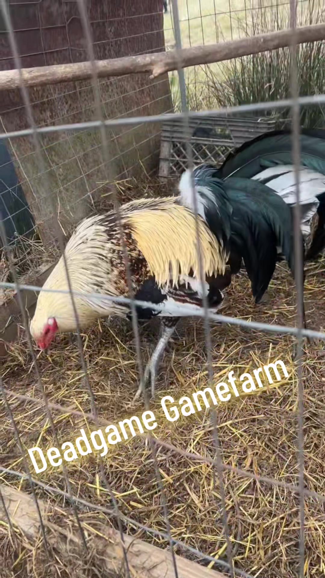 @DeadGame.Gamefarm
