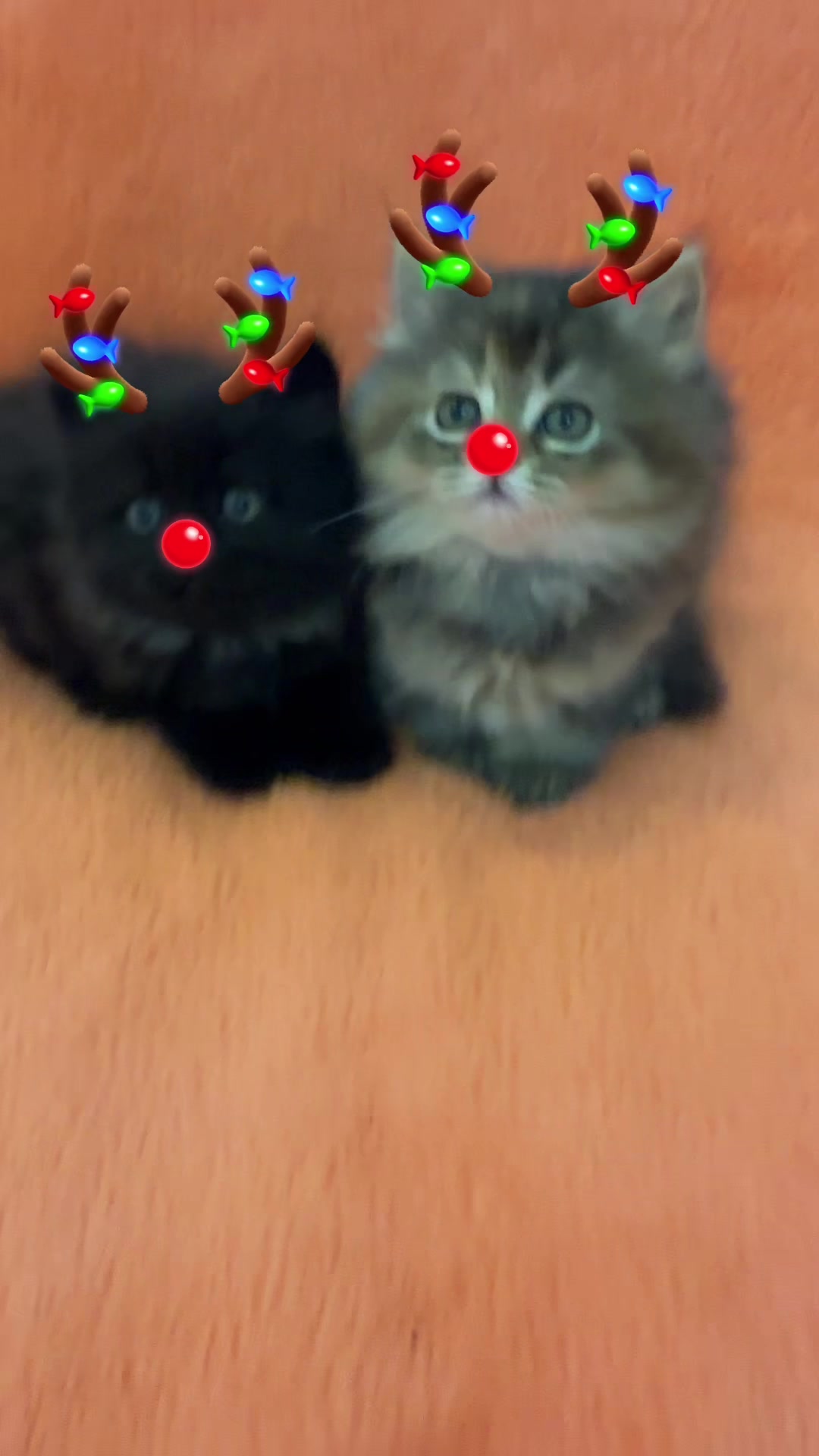 @cat.sheri.kittens