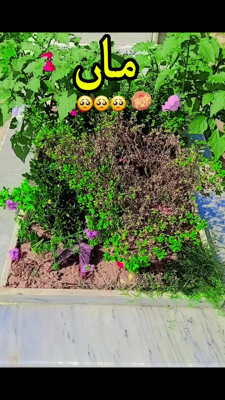 @💫🥀گکھڑ زادی🥀