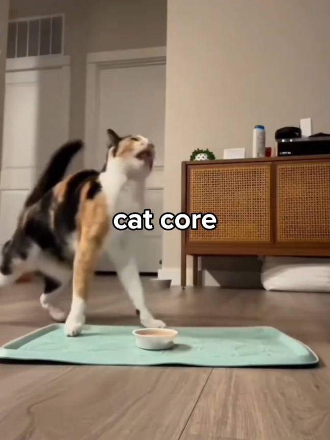 @Catman