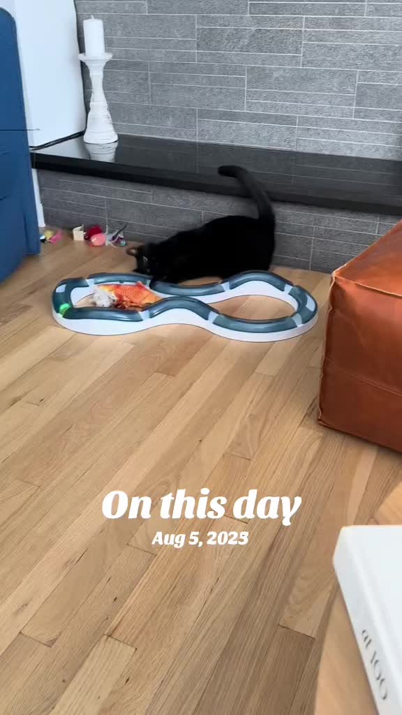 @Oscar Jeremy the cat!