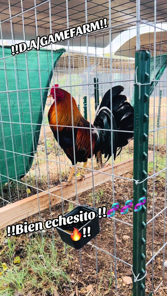 @DAgamefarm