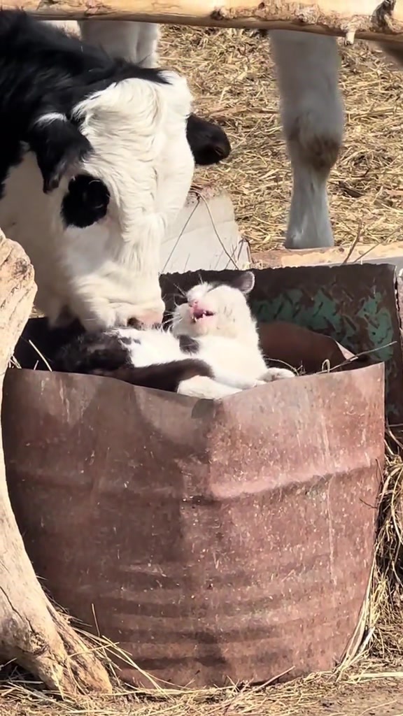 @Random Cat Stuff