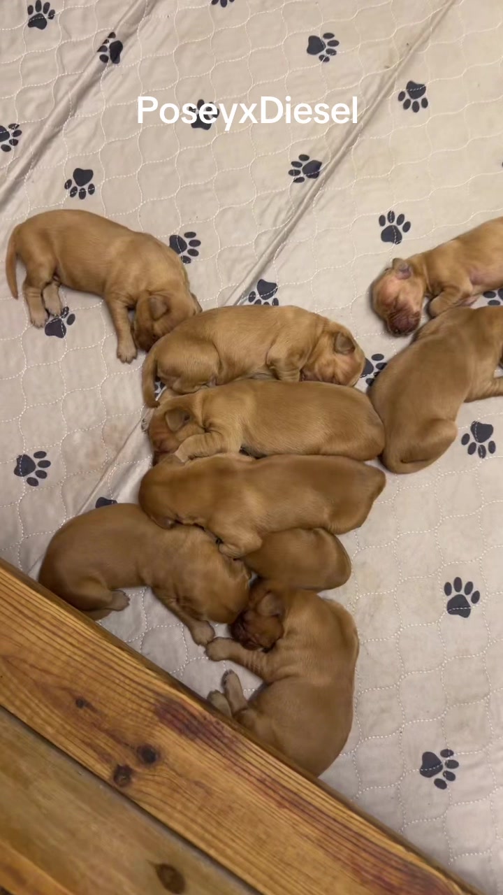 @RhondasRetrievers