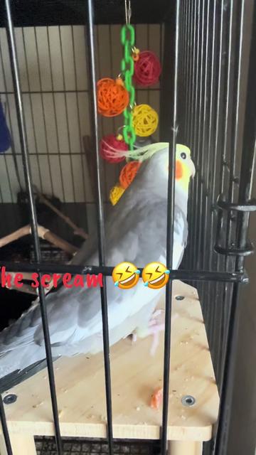 @aguyandhisqpack