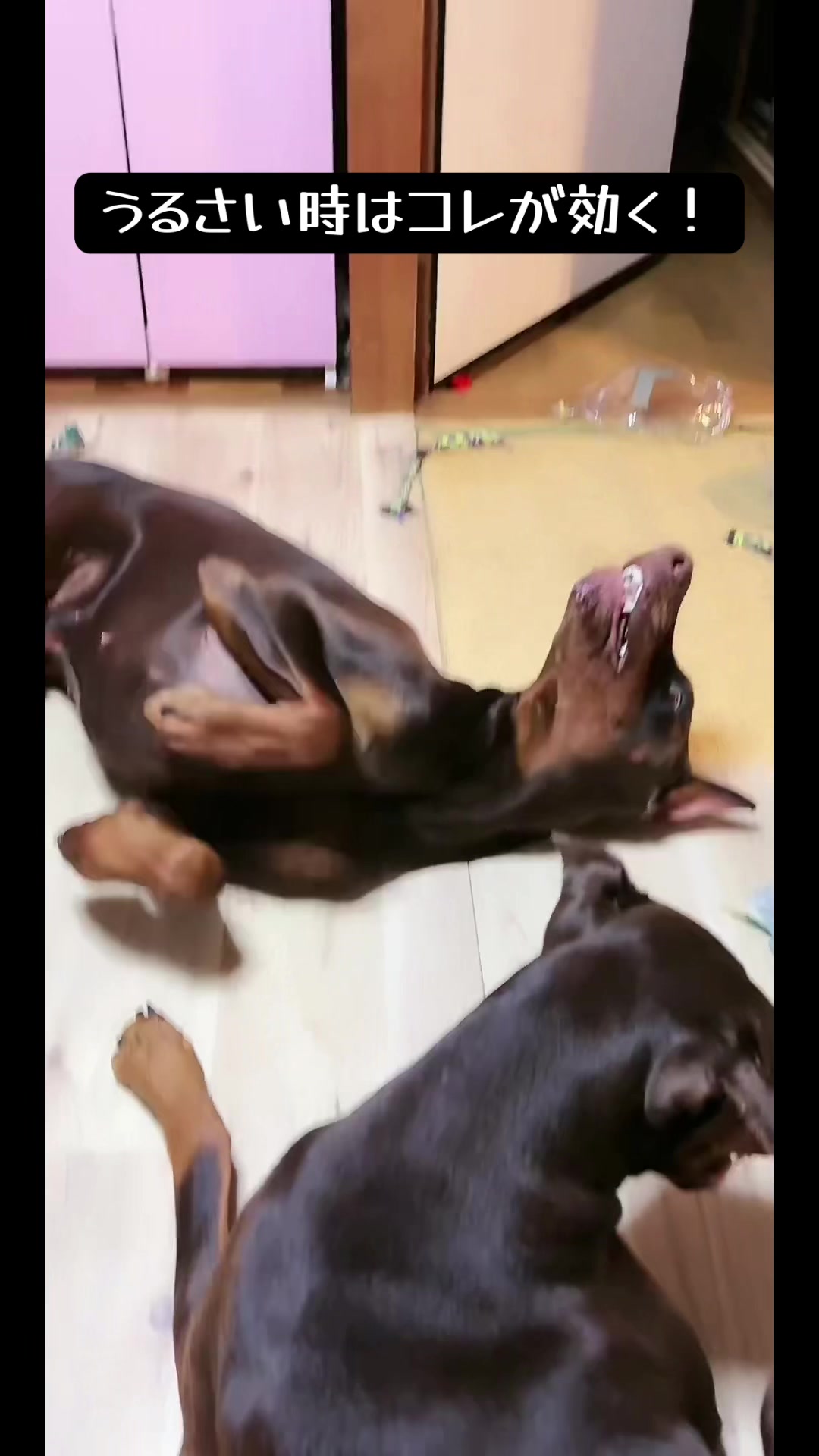 @🐣DOBERMAN🩷DORUMA