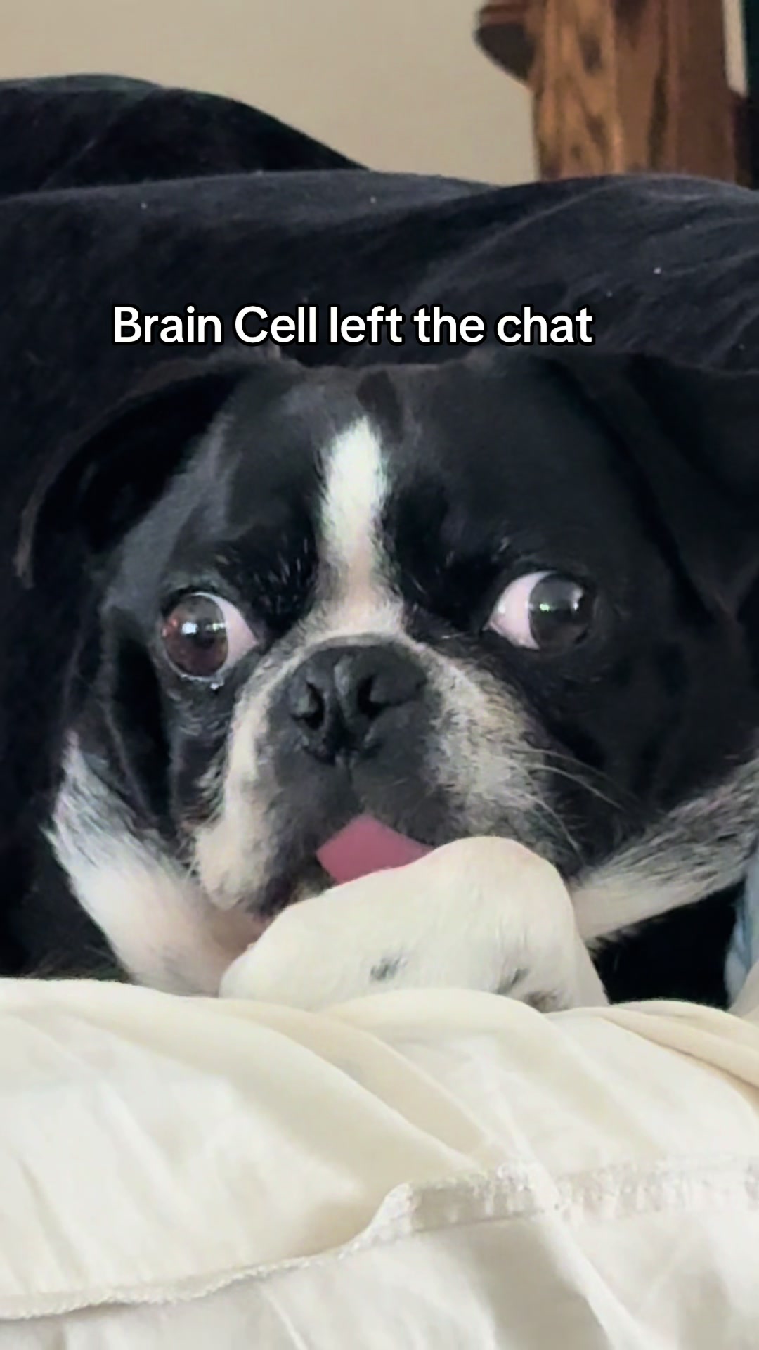 @ThreeCrustyPugs