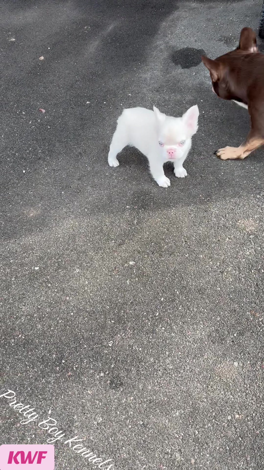 @prettyboykennels