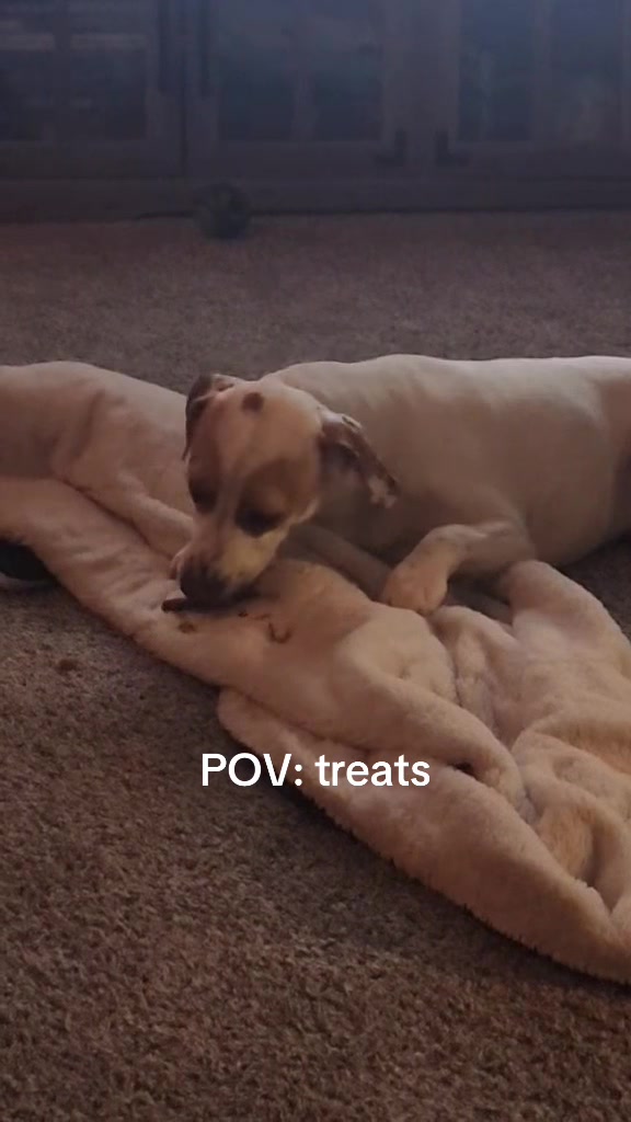 @Sproutie 🐶