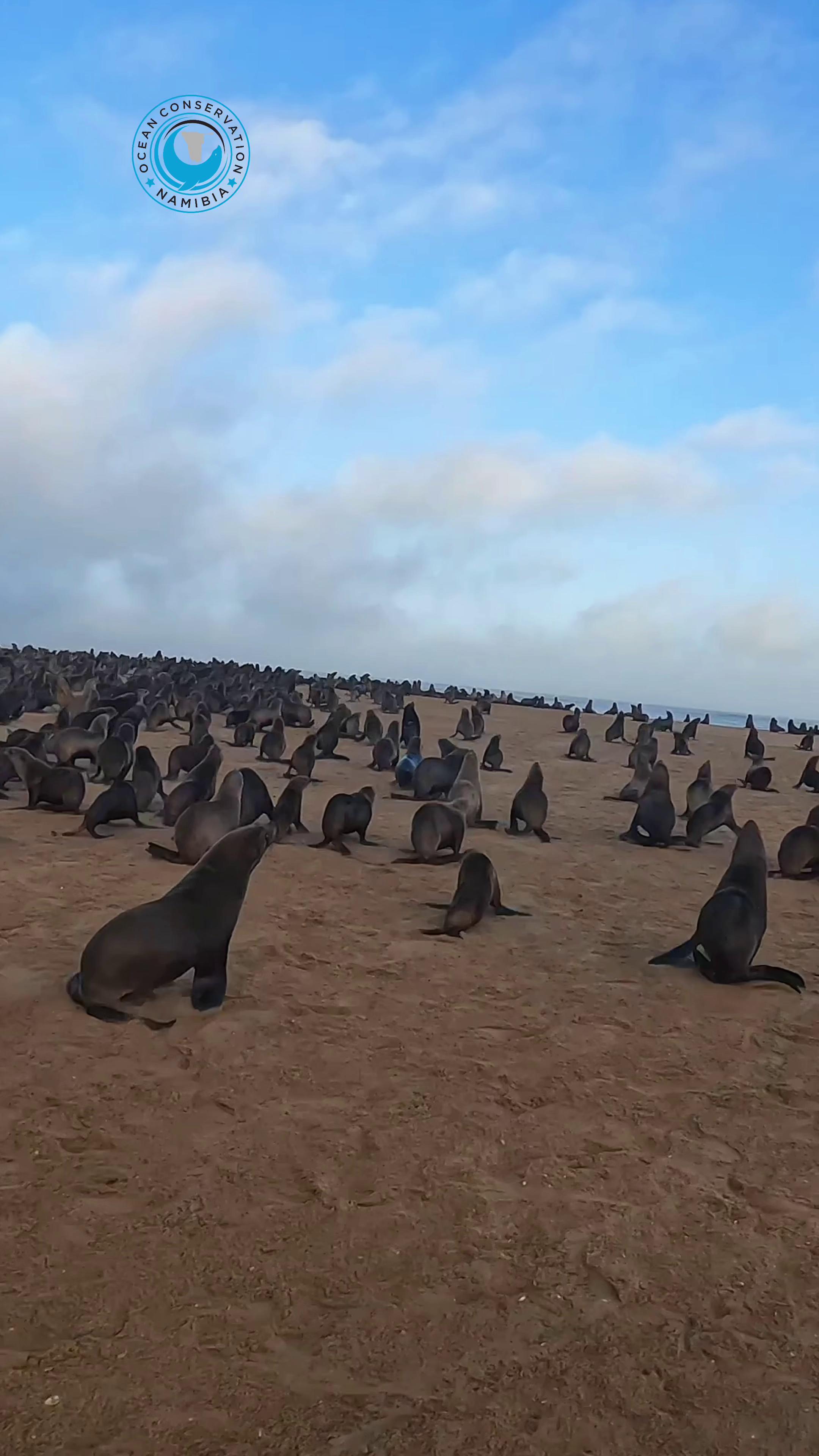 @Ocean Conservation Namibia