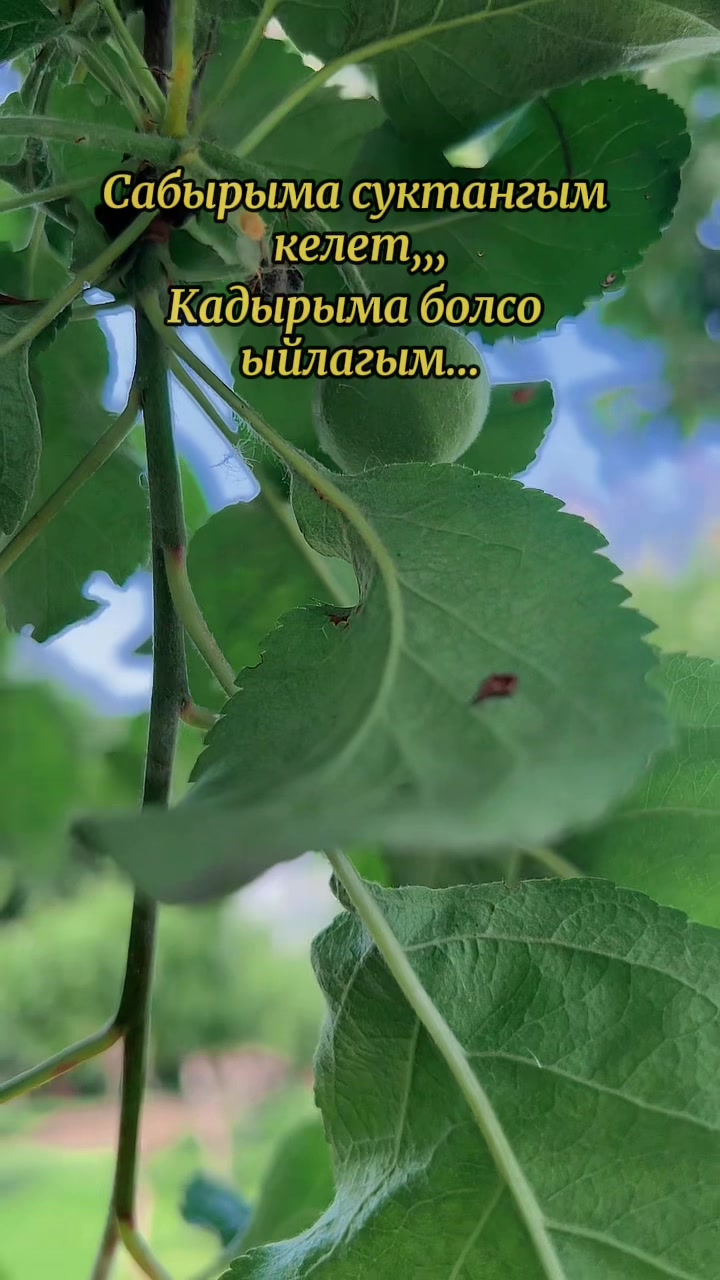 @💫💫ГУЛНАЗ 76💫💫