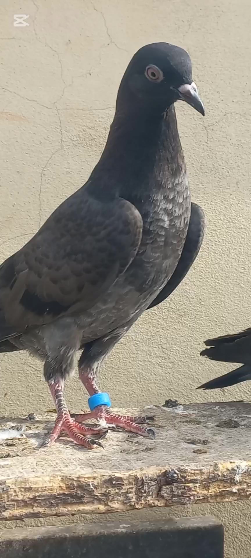 @Ranakasuripigeon