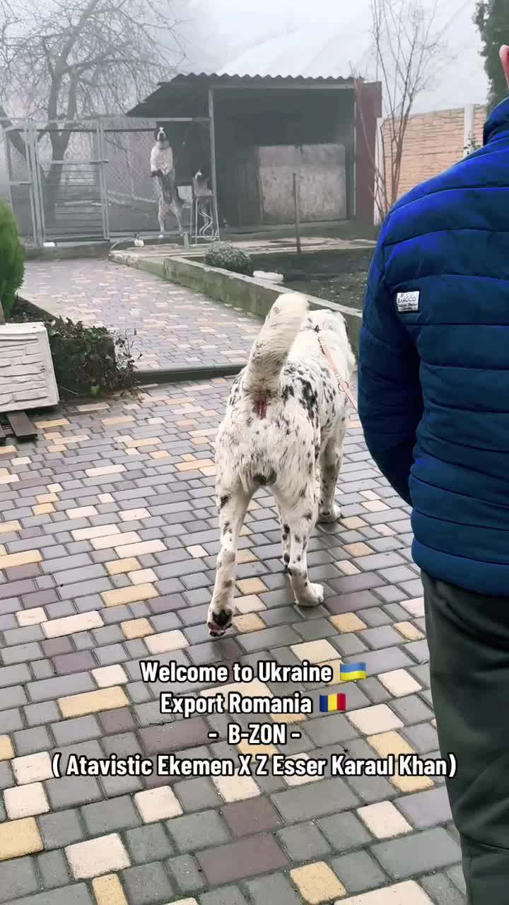 @TURKMEN ALABAI kennel FCI 🌏