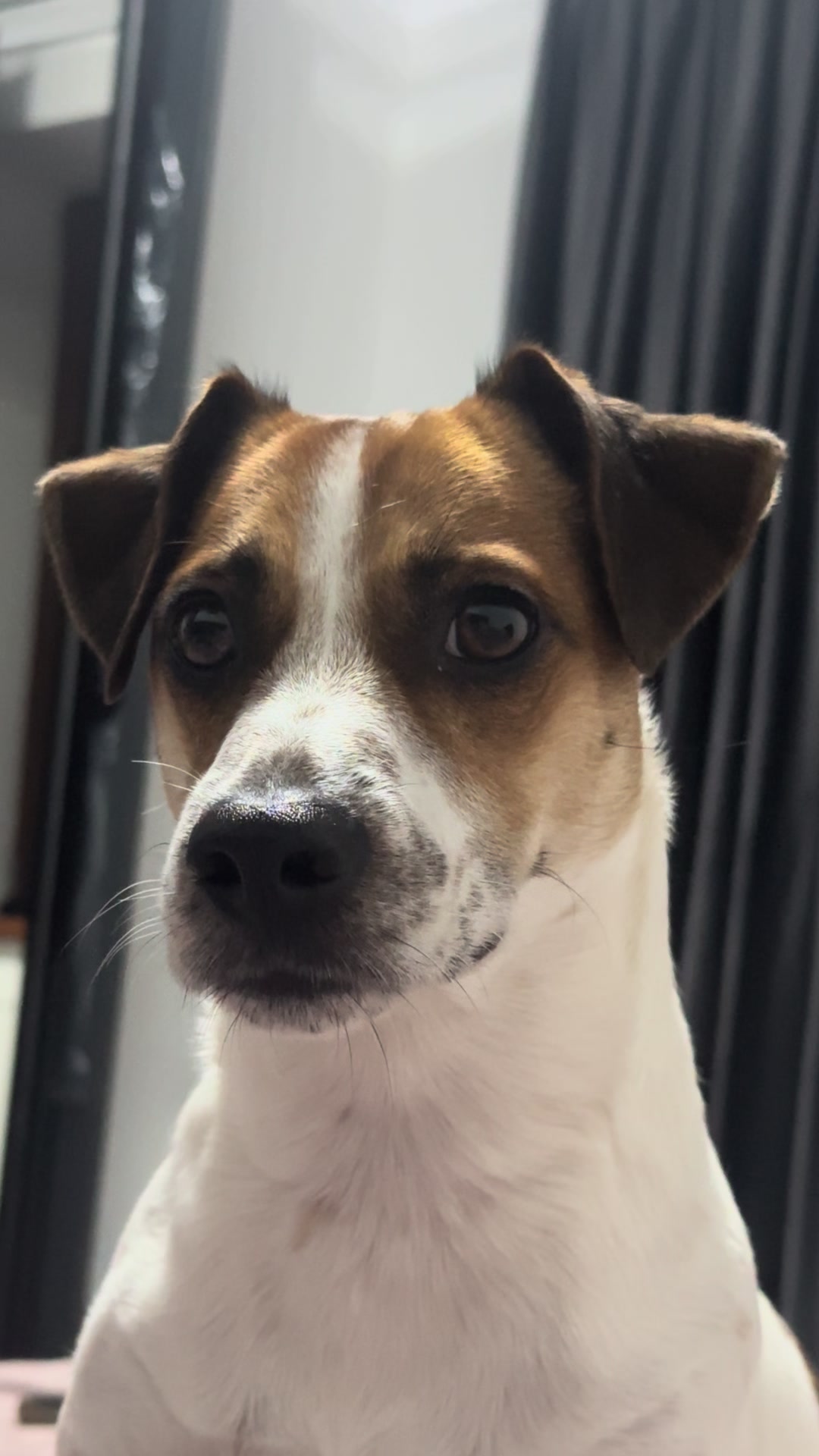 @люблю свою кожану🐶
