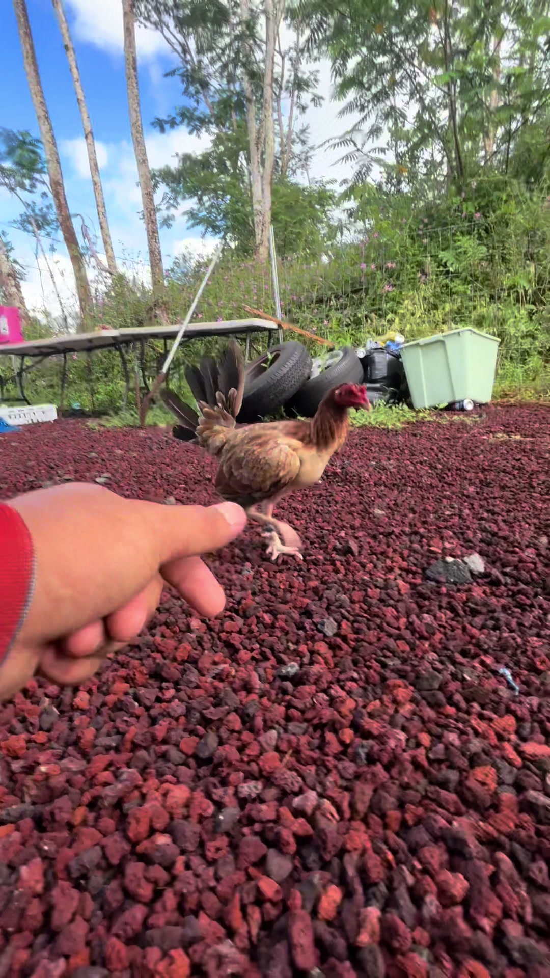 @ltowngamefowl