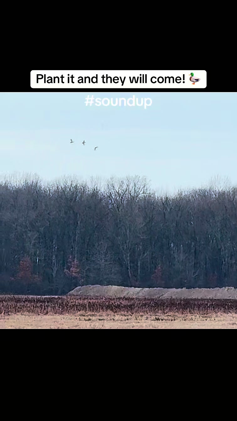 @nickduckman®🦆