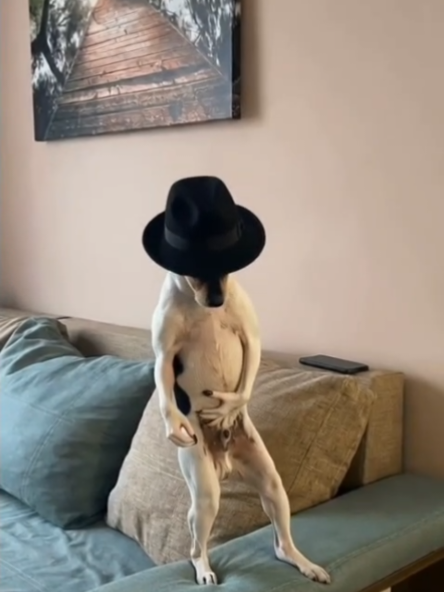 @thedogmeme