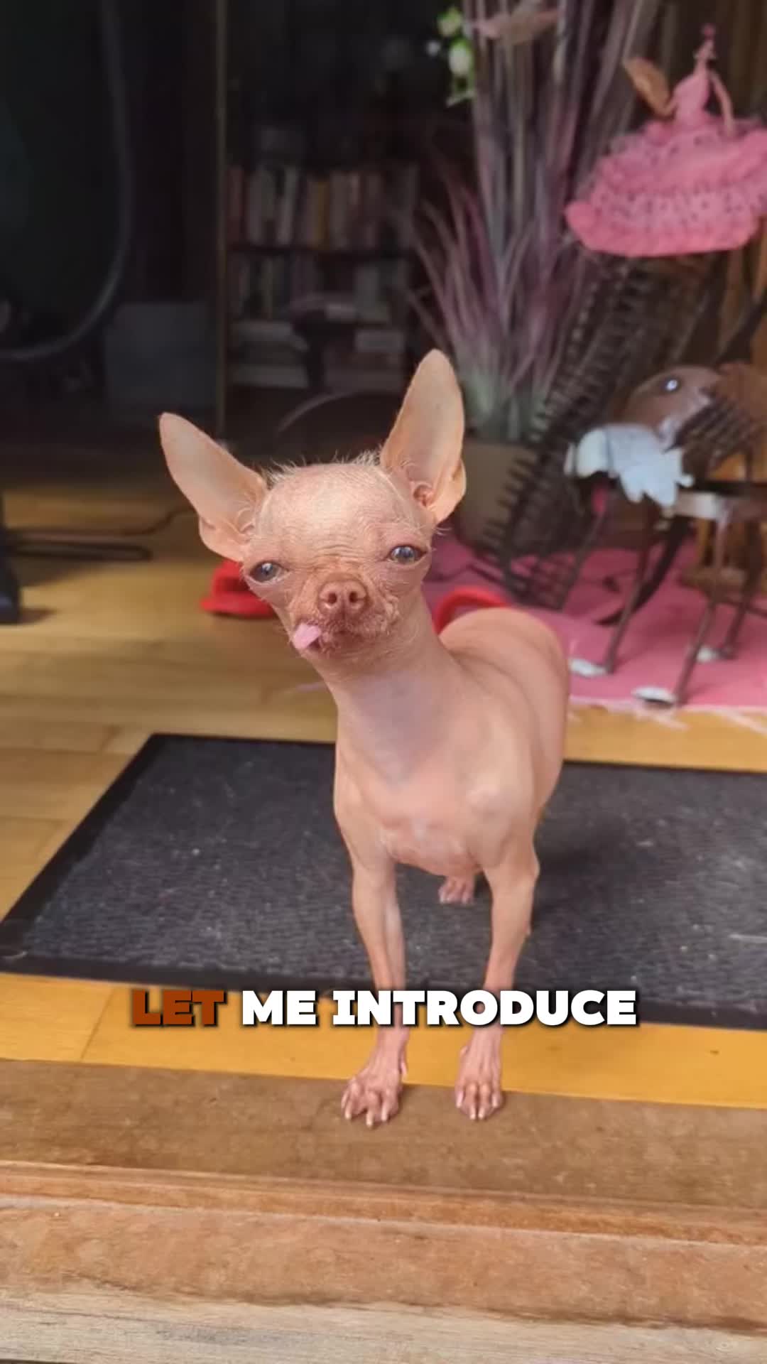 @PawblemsDaily