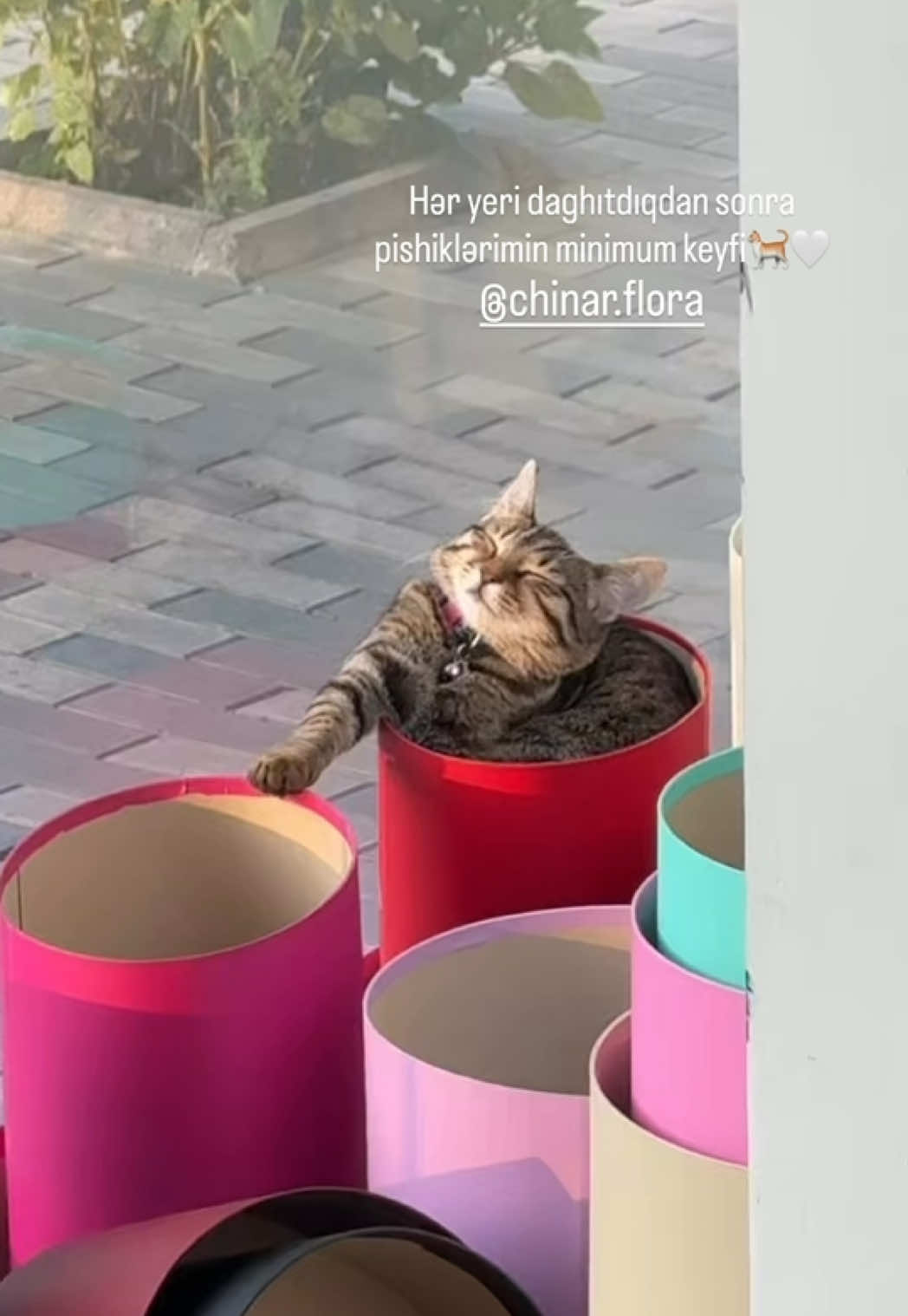 @arzu.khalil