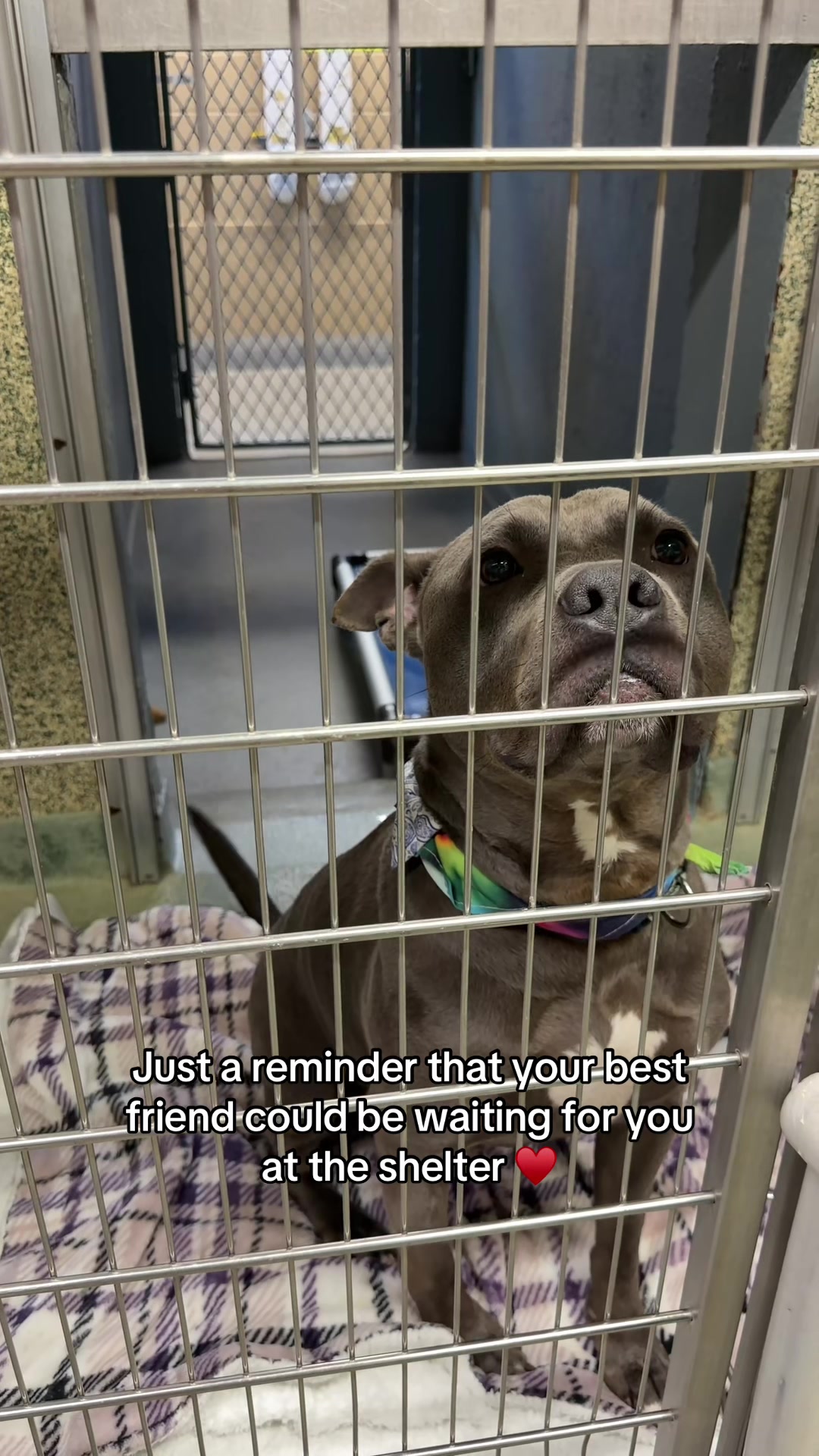@Adopt a Pet