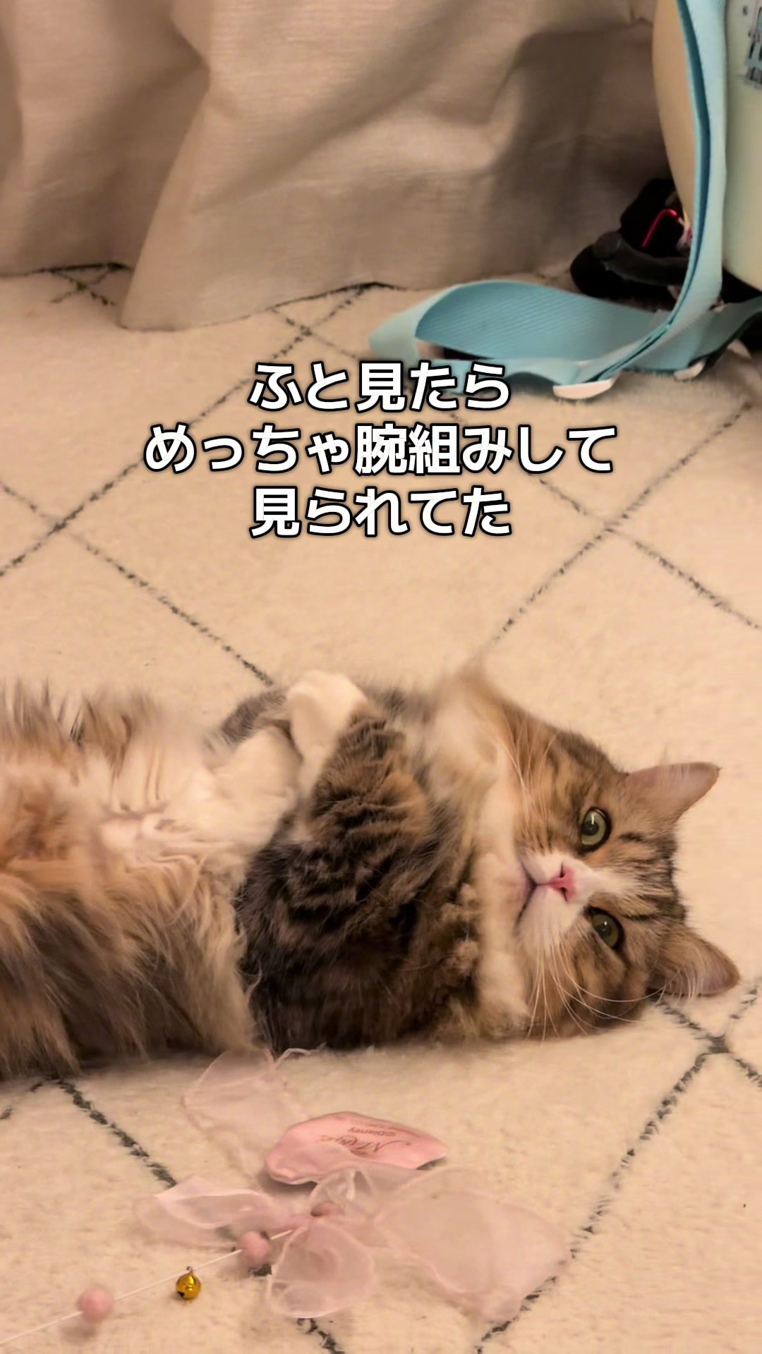 @ミヌエットのチャム