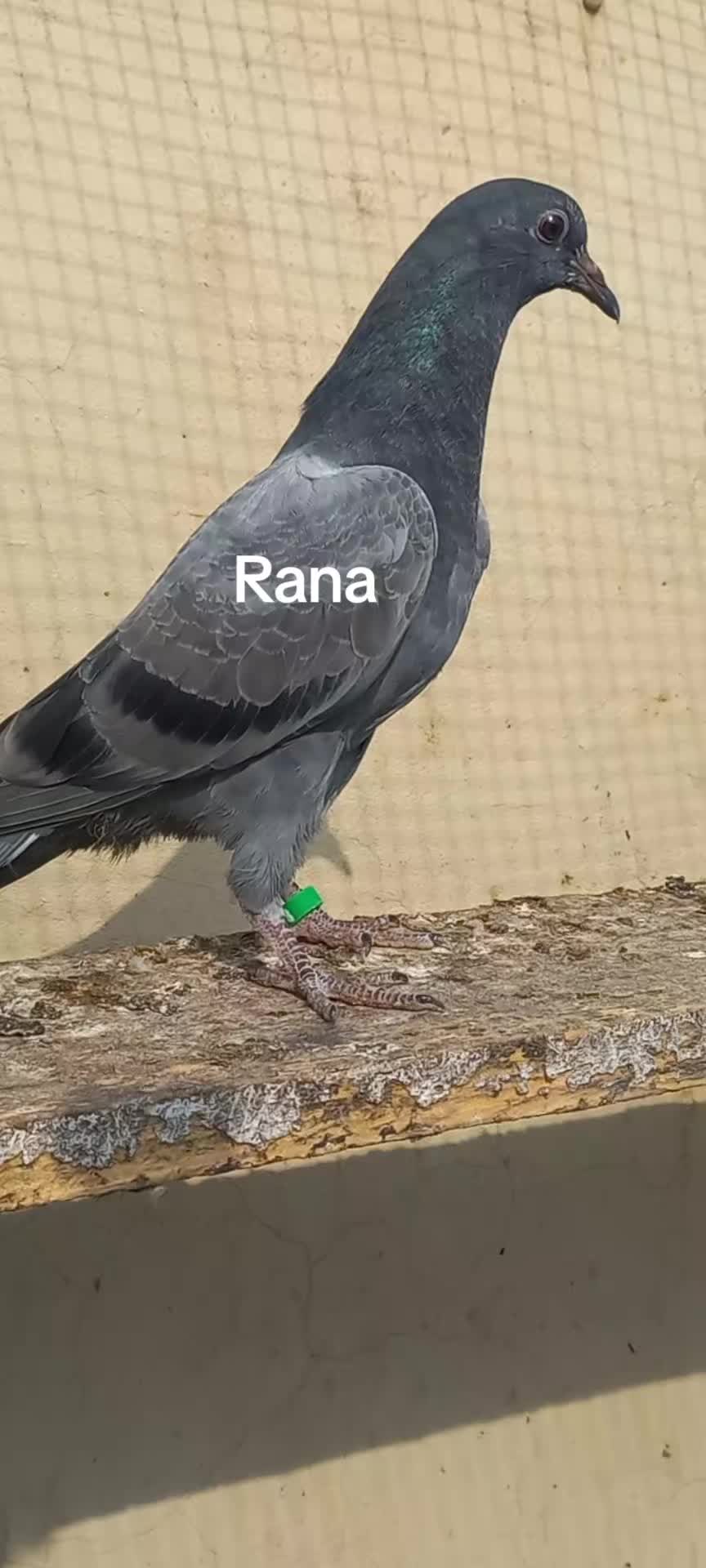 @Ranakasuripigeon