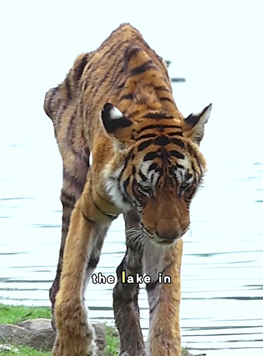 @look animals