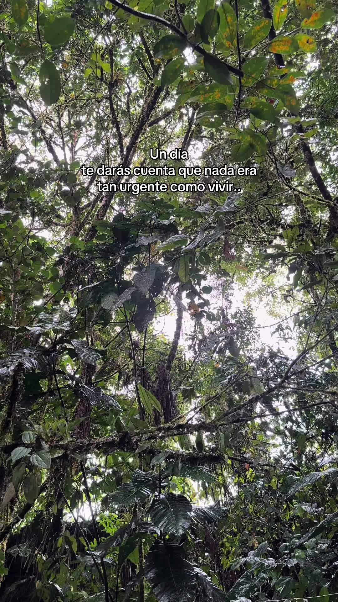 @Amazonia Vive💚(Wlady)🇪🇨😎