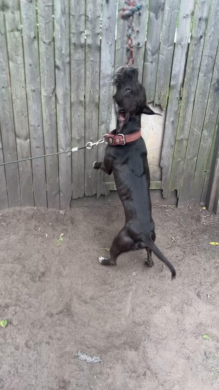 @themreal_hounds