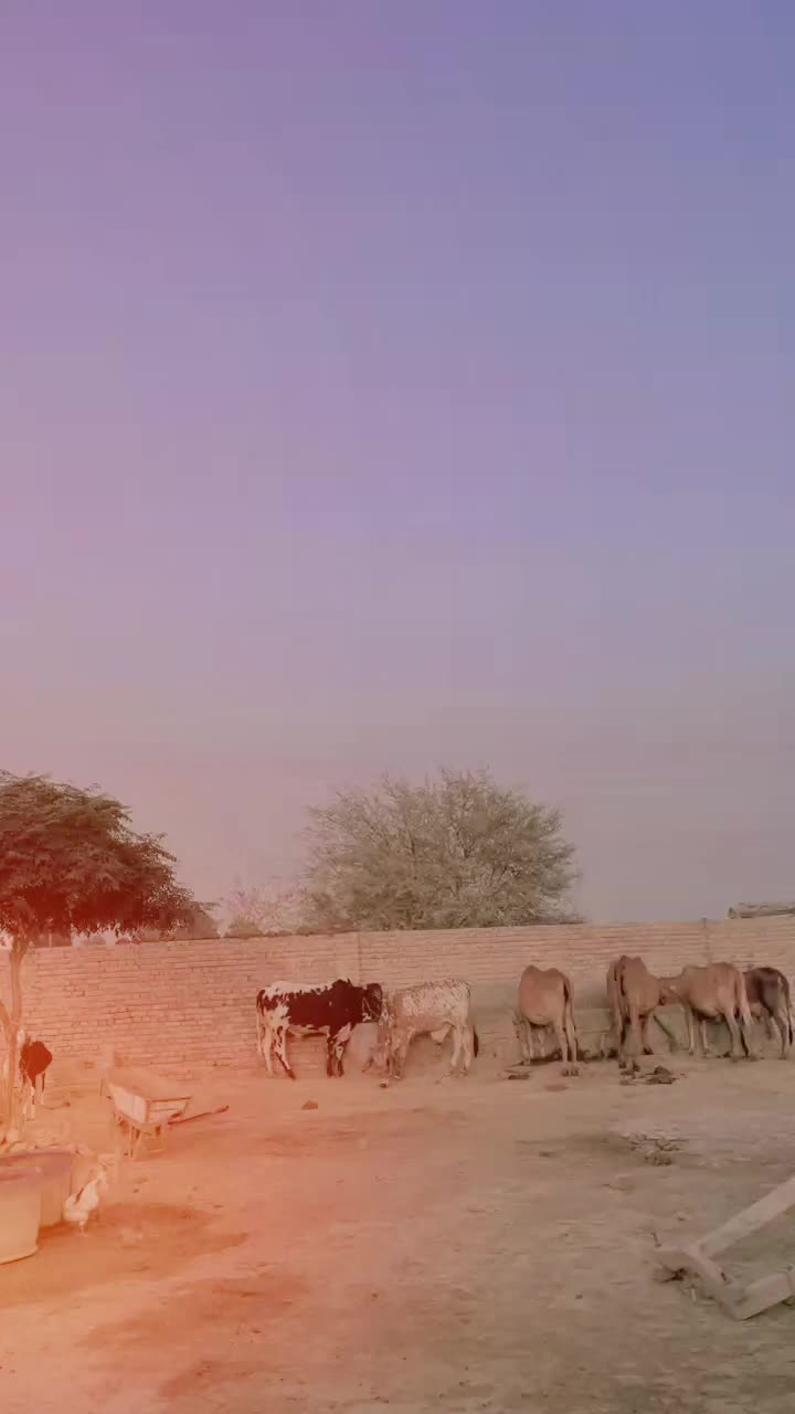 @🔥نمبردار ـ ذیشان ـ وہنیوال 💫