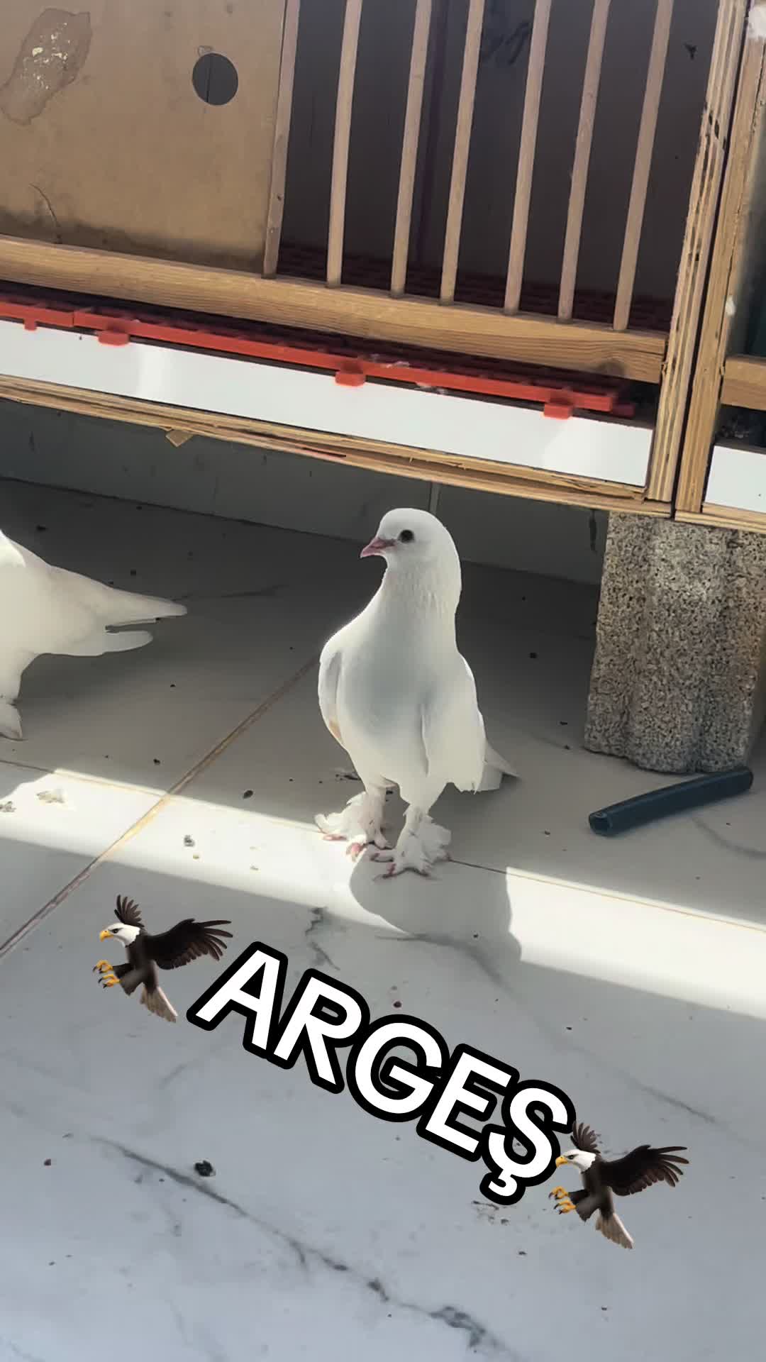 @47 argeş