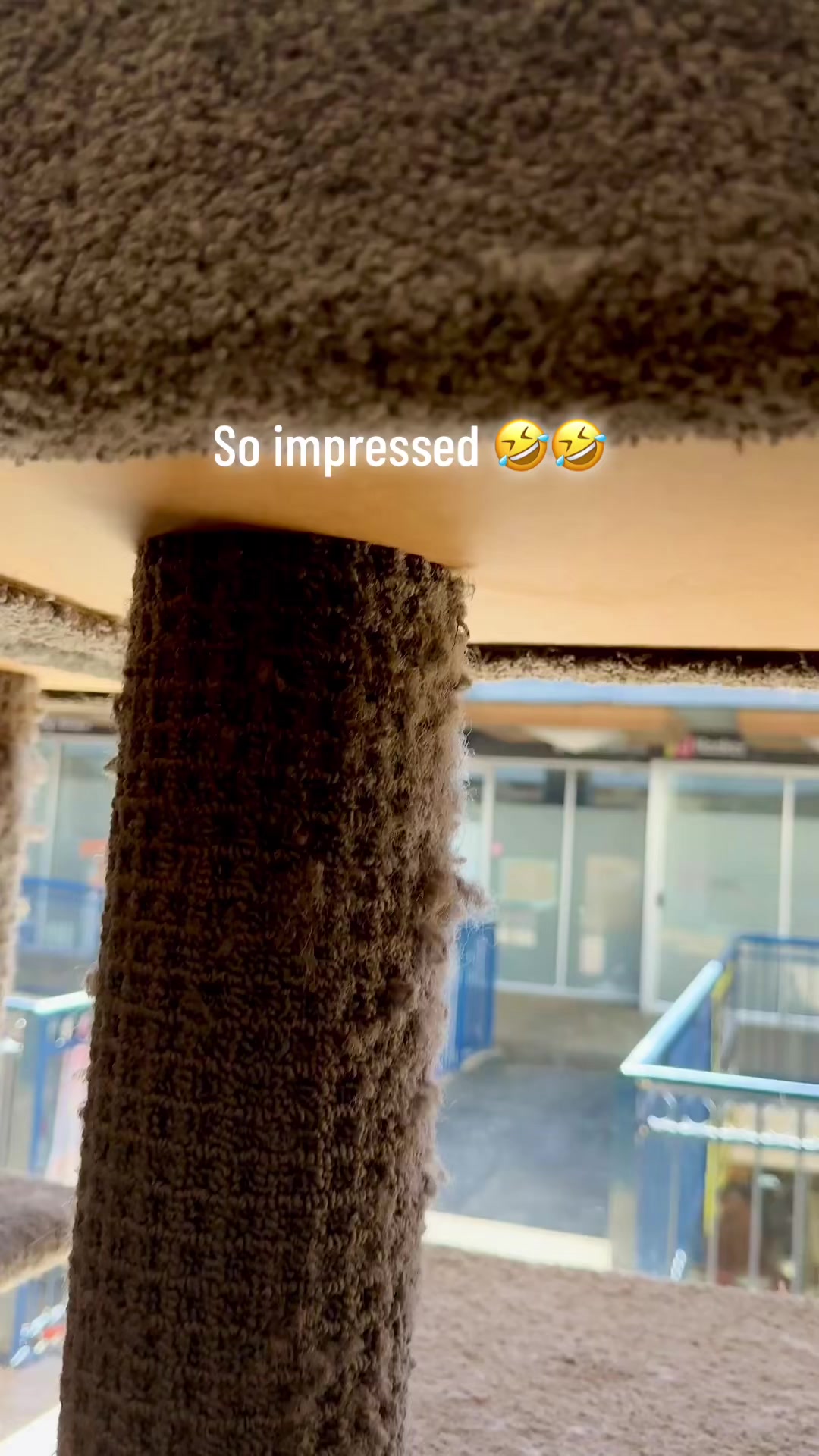 @crazycatcafe